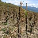 Vignes grelees Lavaux - 065